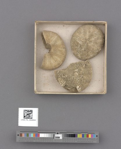 Echinoidea