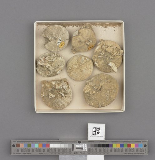 Echinoidea
