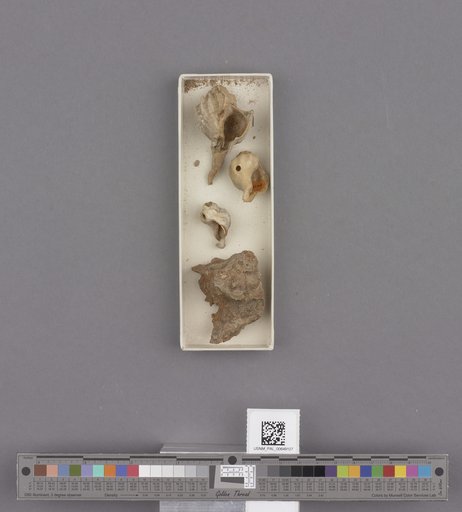 Gastropoda