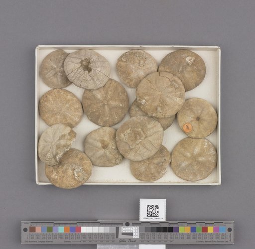 Echinoidea