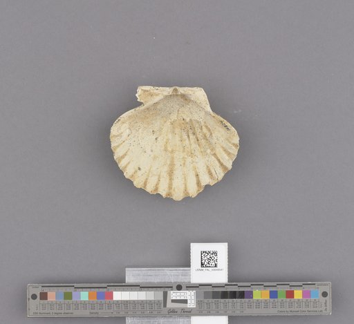 Bivalvia