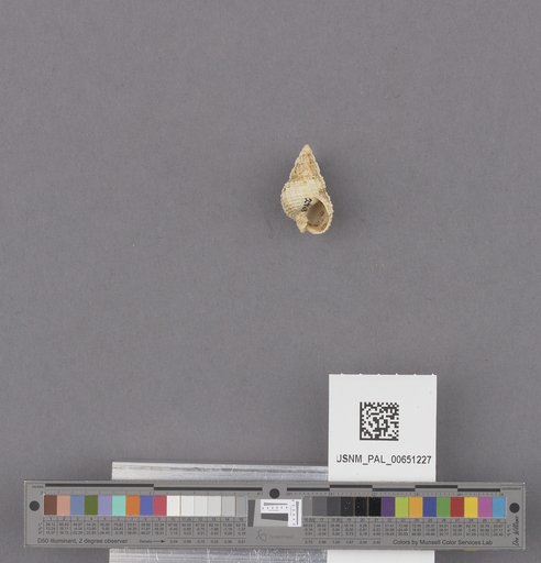 Gastropoda