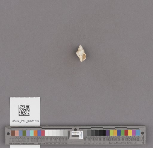 Gastropoda
