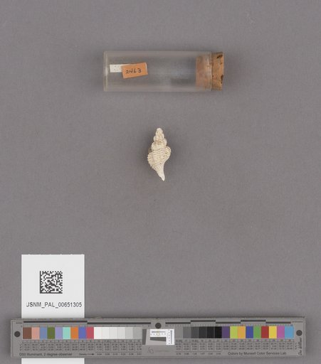 Gastropoda