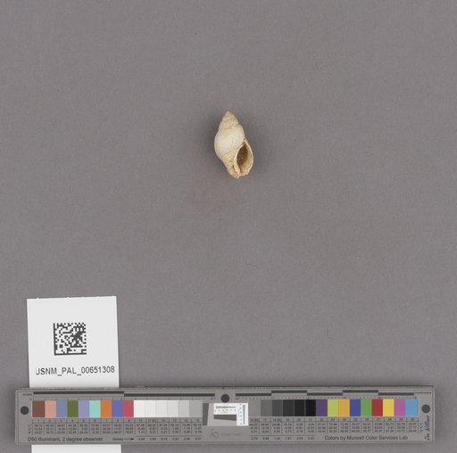 Gastropoda