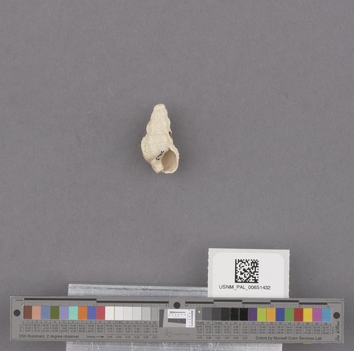Gastropoda