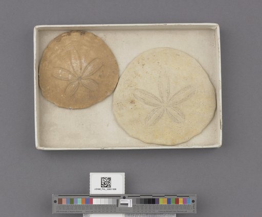 Echinoidea