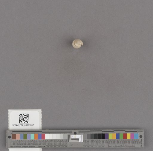 Gastropoda