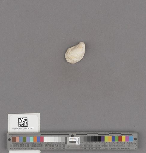 Gastropoda