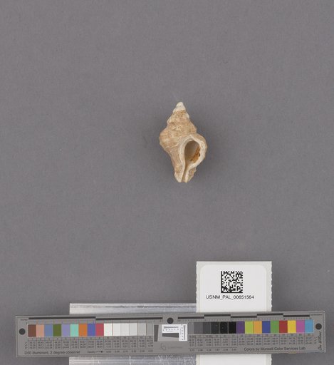 Gastropoda
