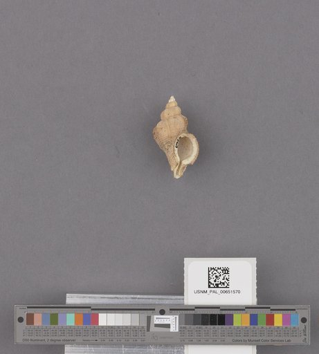 Gastropoda