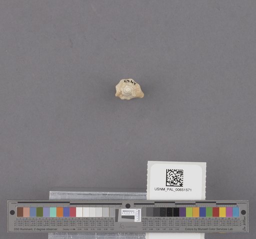 Gastropoda