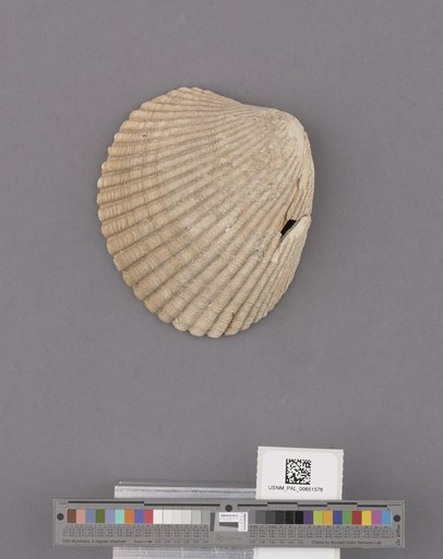Bivalvia