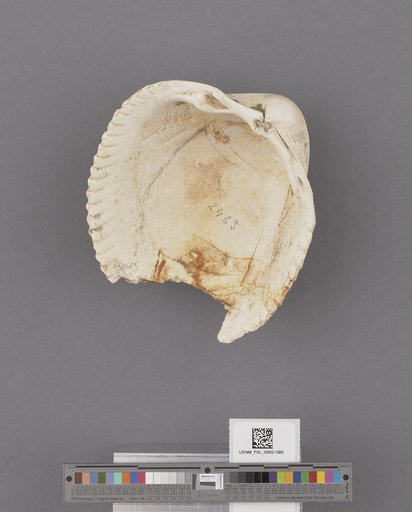 Bivalvia