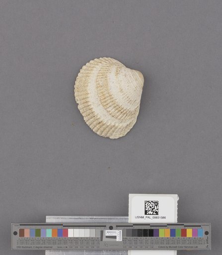 Bivalvia