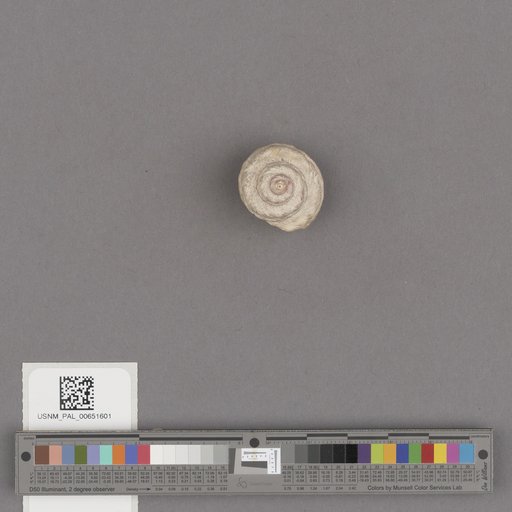 Gastropoda