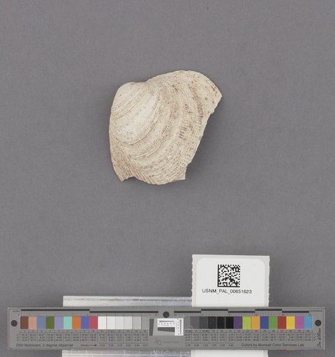 Bivalvia