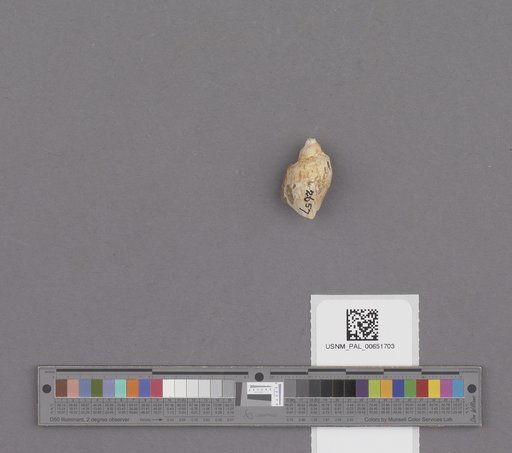Gastropoda