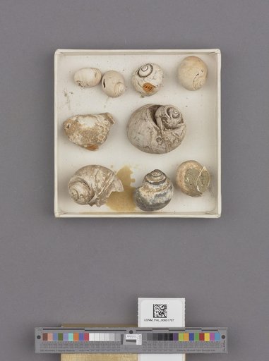 Gastropoda