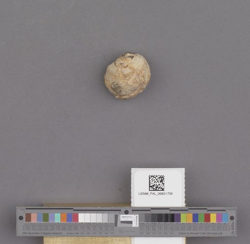 Gastropoda