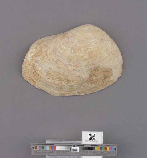Bivalvia