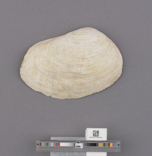 Bivalvia