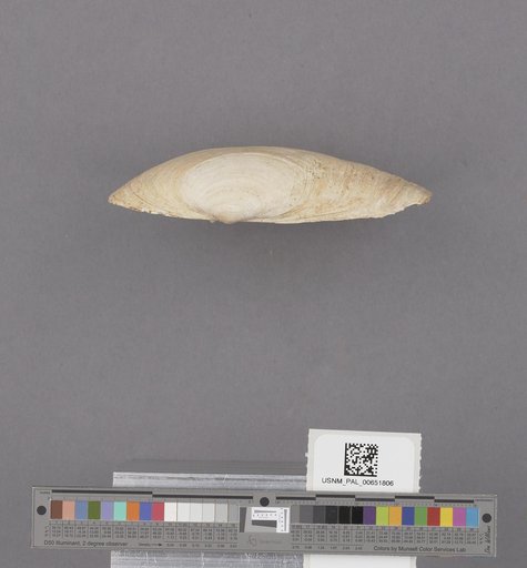 Bivalvia