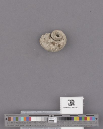 Gastropoda