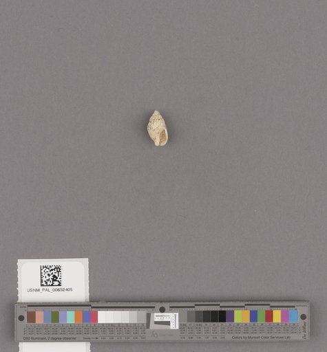 Gastropoda