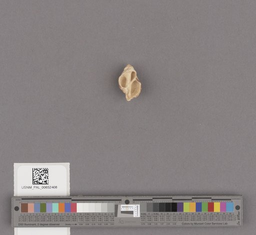 Gastropoda