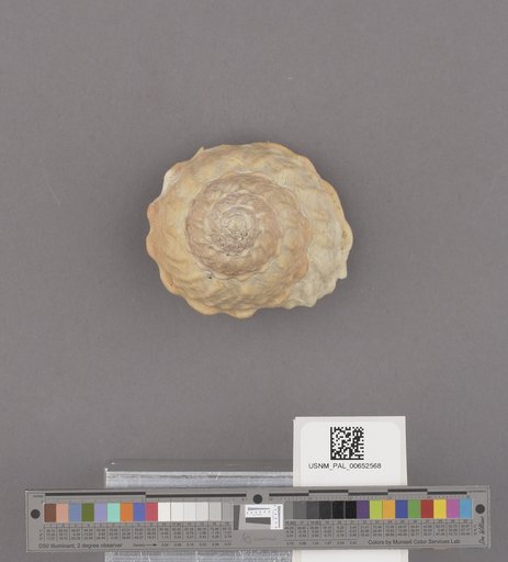 Gastropoda