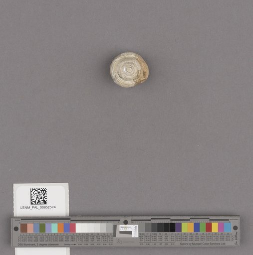 Gastropoda