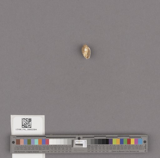 Gastropoda