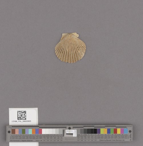 Bivalvia