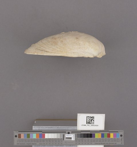 Bivalvia
