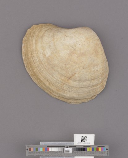 Bivalvia