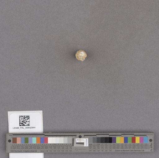 Gastropoda