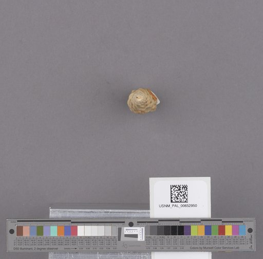 Gastropoda