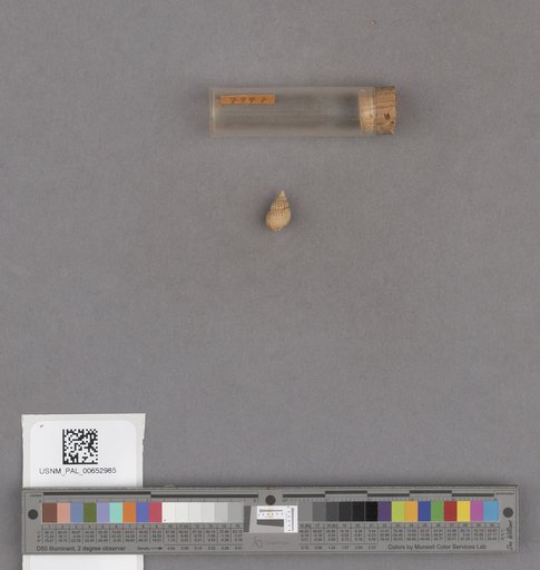 Gastropoda
