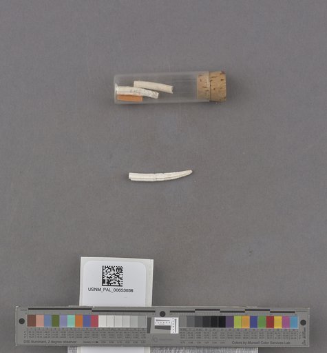 Scaphopoda