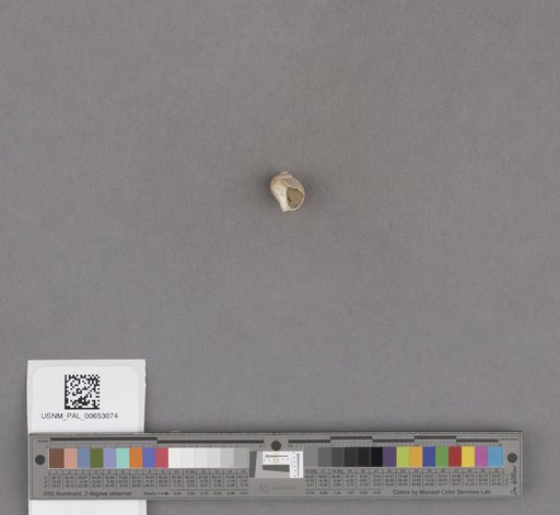 Gastropoda
