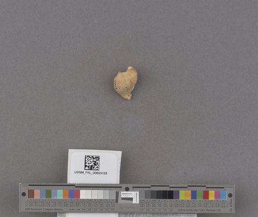 Gastropoda