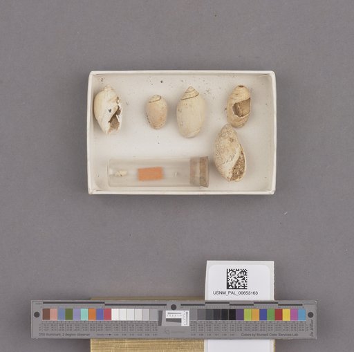 Gastropoda