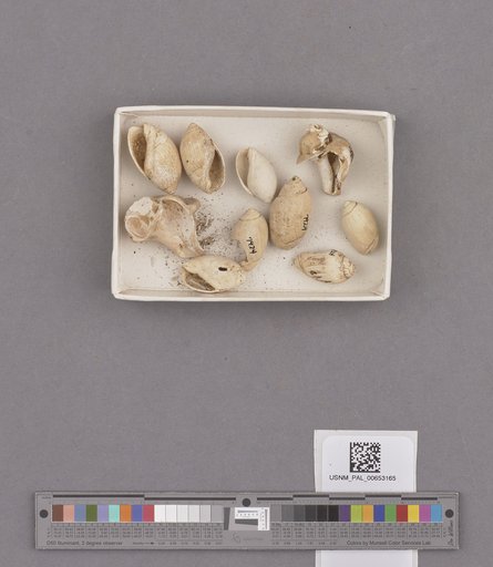 Gastropoda