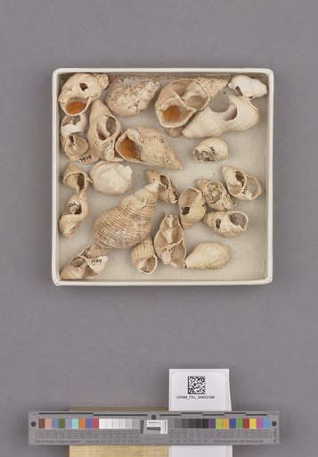 Gastropoda