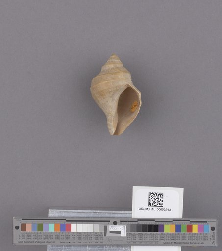 Gastropoda