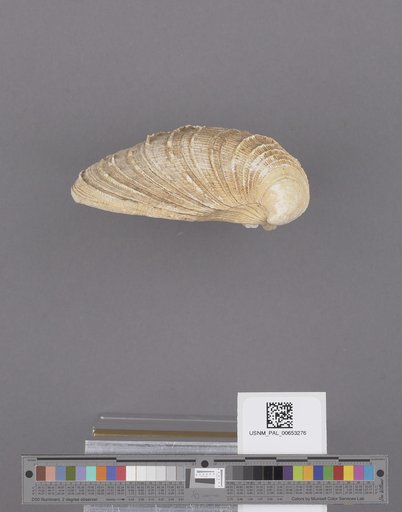 Bivalvia