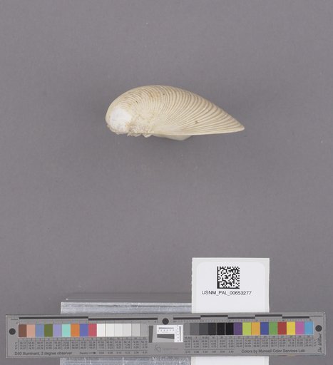 Bivalvia