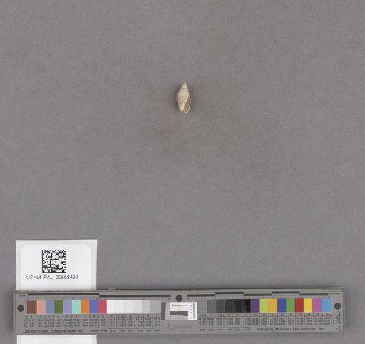 Gastropoda