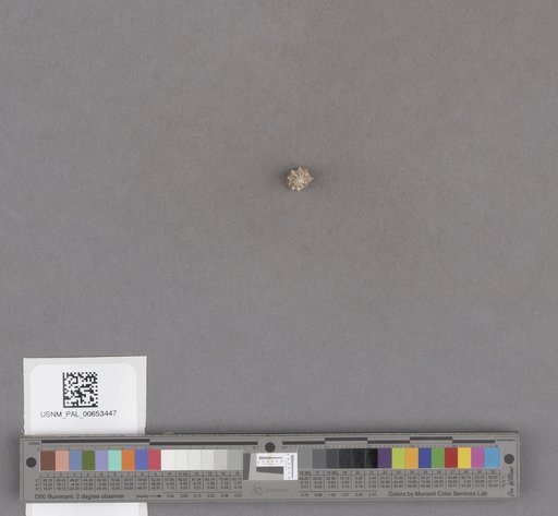 Gastropoda